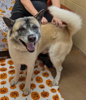 Rescue Mixed Breed Dogs for Adoption in Sanford, Florida - Kuma | PetCurious