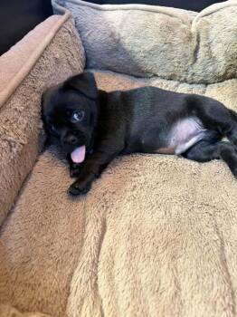 Edward -  Pug and Dachshund Dog for Adoption in Eagle, Idaho - Edward | PetCurious