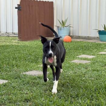 Bruno -  Mixed Breed Dog Available for Adoption in Houston, Texas - Bruno | PetCurious