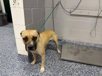 ATHENA -  Pit Bull Terrier and Mixed Breed Dog for Adoption in Thousand Palms, California - ATHENA | PetCurious