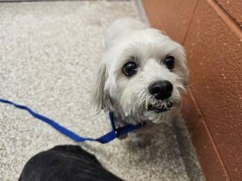 BENJI -  Poodle and Maltese Dog for Adoption in Pueblo, Colorado - BENJI | PetCurious