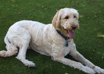 Leonardo -  Golden Retriever and Standard Poodle Dog for Adoption in Glendale, Arizona - Leonardo | PetCurious