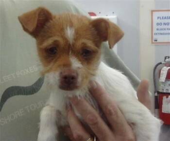 Rescue Mixed Breed Dogs for Adoption in Dallas, Texas - PEPPER | PetCurious