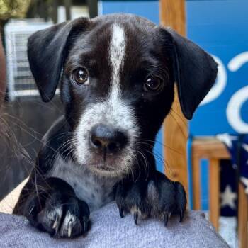 Tenzin -  Mixed Breed Dog for Adoption in Decatur, Georgia - Tenzin | PetCurious