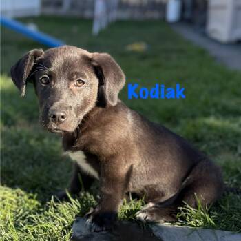 Rescue Labrador Retriever and Basset Hound Dogs for Adoption in Albany, New York - Kodiak | PetCurious