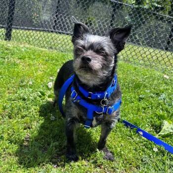 MACKIE -  Chihuahua Dog for Adoption in Boston, Massachusetts - MACKIE | PetCurious