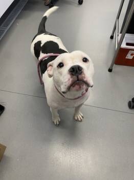 Rescue Mixed Breed Dogs for Adoption in West Chester, Pennsylvania - Draco | PetCurious