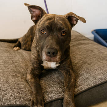 Rescue Terrier Dogs for Adoption in Savannah, Georgia - Tess Coleman | PetCurious