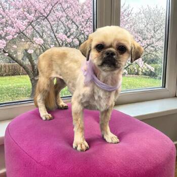 Pekingese and Boxer Dogs Available for Adoption - SALLY | PetCurious