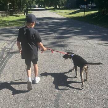 Calvin -  German Pinscher and Plott Hound Dog for Adoption in Ferndale, Michigan - Calvin | PetCurious