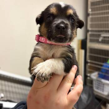 1053 (2026) Delilah -  Australian Cattle Dog Blue Heeler and Siberian Husky Dog for Adoption in Parker, Colorado - 1053 (2026) Delilah | PetCurious