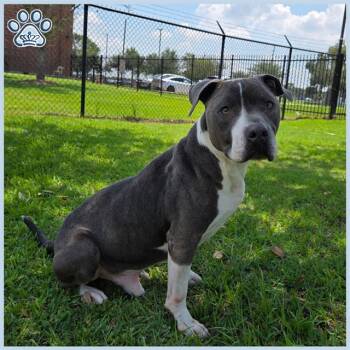Rescue Staffordshire Bull Terrier Dogs for Adoption in Sugar Land, Texas - ARCHIE | PetCurious