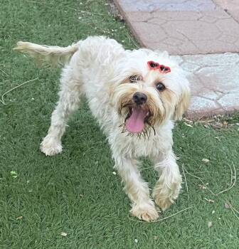 Lee -  Yorkshire Terrier Dog for Adoption in Fallbrook, California - Lee | PetCurious