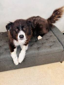 Pickles -  Australian Shepherd and Mixed Breed Dog for Adoption in Fort Worth, Texas - Pickles | PetCurious