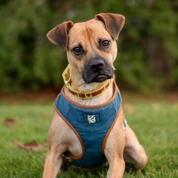 Boxer and Mixed Breed Dogs Available for Adoption in Mississauga, Ontario - Lua | PetCurious