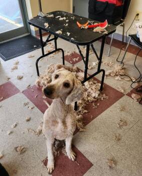 Noodle -  Poodle and Golden Retriever Dog Available for Adoption - Noodle | PetCurious
