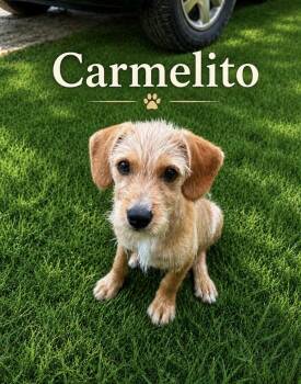 Carmelito -  Terrier Dog for Adoption in Lucas, Texas - Carmelito | PetCurious