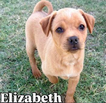 Elizabeth -  Mixed Breed Dog for Adoption in Coppell, Texas - Elizabeth | PetCurious