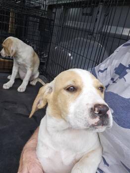 Blondie -  Spaniel and Labrador Retriever Dog for Adoption in Blairsville, Georgia - Blondie | PetCurious