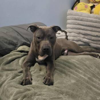 Dewey -  Pit Bull Terrier Dog for Adoption in Jarrettsville, Maryland - Dewey | PetCurious