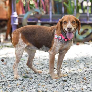 Beagle Dogs Available for Adoption in Wake Forest, North Carolina - Pebbles | PetCurious