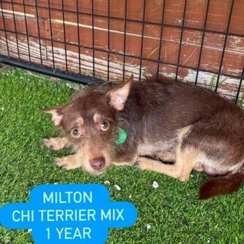 Chihuahua and Dachshund Dogs Available for Adoption in Tampa, Florida - Milton | PetCurious
