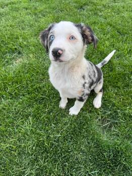 River -  Australian Cattle Dog Blue Heeler and Australian Shepherd Dog for Adoption in Rathdrum, Idaho - River | PetCurious
