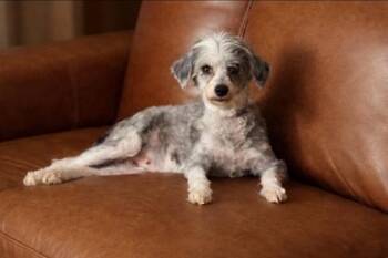 Schnauzer and Mixed Breed Dogs Available for Adoption in Schertz, Texas - Tilly | PetCurious