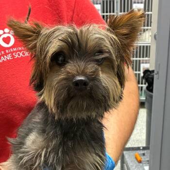 Walley -  Yorkshire Terrier Dog for Adoption in Birmingham, Alabama - Walley | PetCurious