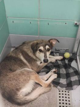 Siberian Husky and German Shepherd Dog Dogs Available for Adoption in Houston, Texas - HELENA | PetCurious