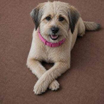 LANA -  Wheaten Terrier Dog for Adoption in Magnolia, Texas - LANA | PetCurious