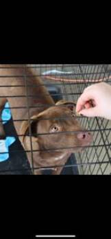Rescue Vizsla and Mixed Breed Dogs for Adoption in Livingston, Texas - Miller | PetCurious