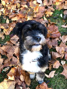 Rescue Australian Shepherd and Poodle Dogs for Adoption in Barnhart, Missouri - Bella | PetCurious