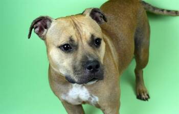 MOCHA -  American Staffordshire Terrier Dog for Adoption in Fort Lauderdale, Florida - MOCHA | PetCurious
