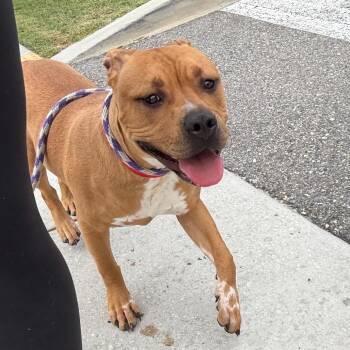 Casey -  Terrier Dog for Adoption in Tampa, Florida - Casey | PetCurious