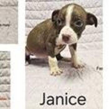 Janice -  Terrier Dog for Adoption in Tampa, Florida - Janice | PetCurious