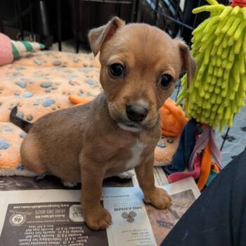 Destin KB -  Cattle Dog and Mixed Breed Dog for Adoption in Austin, Texas - Destin KB | PetCurious