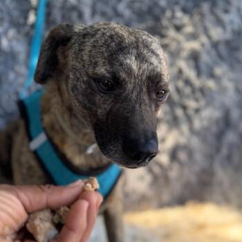 Labrador Retriever and Terrier Dogs Available for Adoption in San Diego, California - Spencer | PetCurious