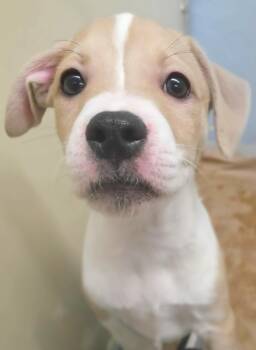 Mixed Breed Dogs Available for Adoption in Wayne, New Jersey - Lily | PetCurious