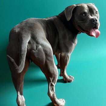 Santo -  Pit Bull Terrier Dog for Adoption in Olathe, Kansas - Santo | PetCurious