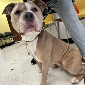 Lola -  Mixed Breed Dog for Adoption in Davenport, Iowa - Lola | PetCurious