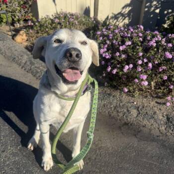 Henry -  Mixed Breed and Shepherd Dog for Adoption in San Diego, California - Henry | PetCurious