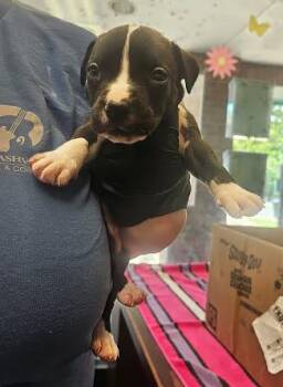Australia -  Mixed Breed Dog for Adoption in Nashville, Tennessee - Australia | PetCurious