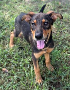Hermione -  German Shepherd Dog Dog for Adoption in Harrison, New York - Hermione | PetCurious