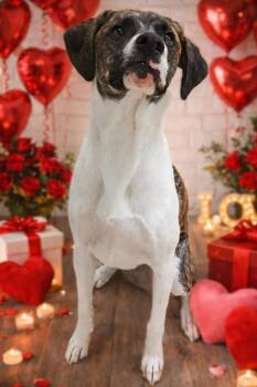 Logan -  Labrador Retriever Dog Available for Adoption in Stratham, New Hampshire - Logan | PetCurious