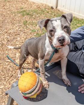 Mixed Breed Dogs Available for Adoption in Chamblee, Georgia - Rina | PetCurious