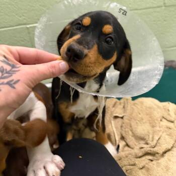 Mixed Breed Dogs Available for Adoption in West Palm Beach, Florida - Gracie | PetCurious