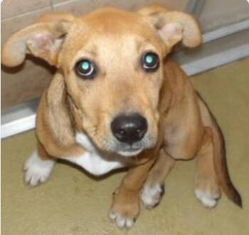 Faith -  Mixed Breed Dog for Adoption in West Chester, Pennsylvania - Faith | PetCurious