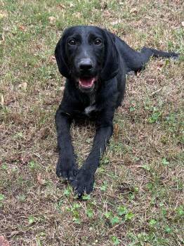 Moxie -  Flat Coated Retriever and Labradoodle Dog for Adoption in Watertown, Connecticut - Moxie | PetCurious