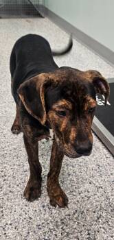Luffy -  Terrier Dog for Adoption in Athens, Tennessee - Luffy | PetCurious